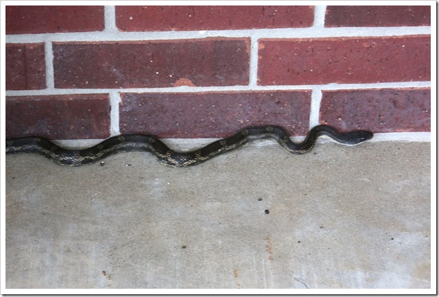 Snake 7-1-10 (5)