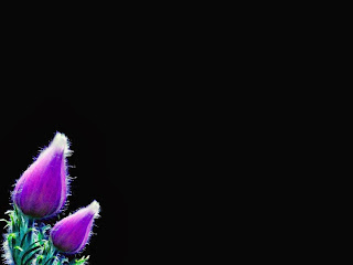 Dark Purpel Roses HD Wallpapers