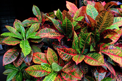 Croton plant - Codiaeum variegatum care and culture