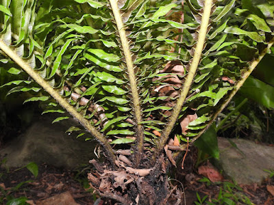 Pinnae of Dwarf tree fern