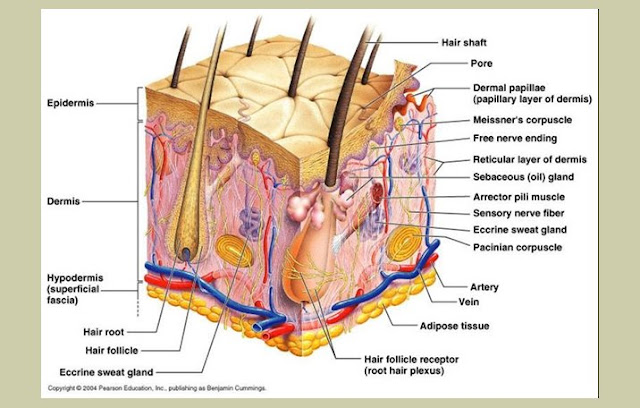 Pengertian Kulit, Struktur Kulit, Fungsi Kulit