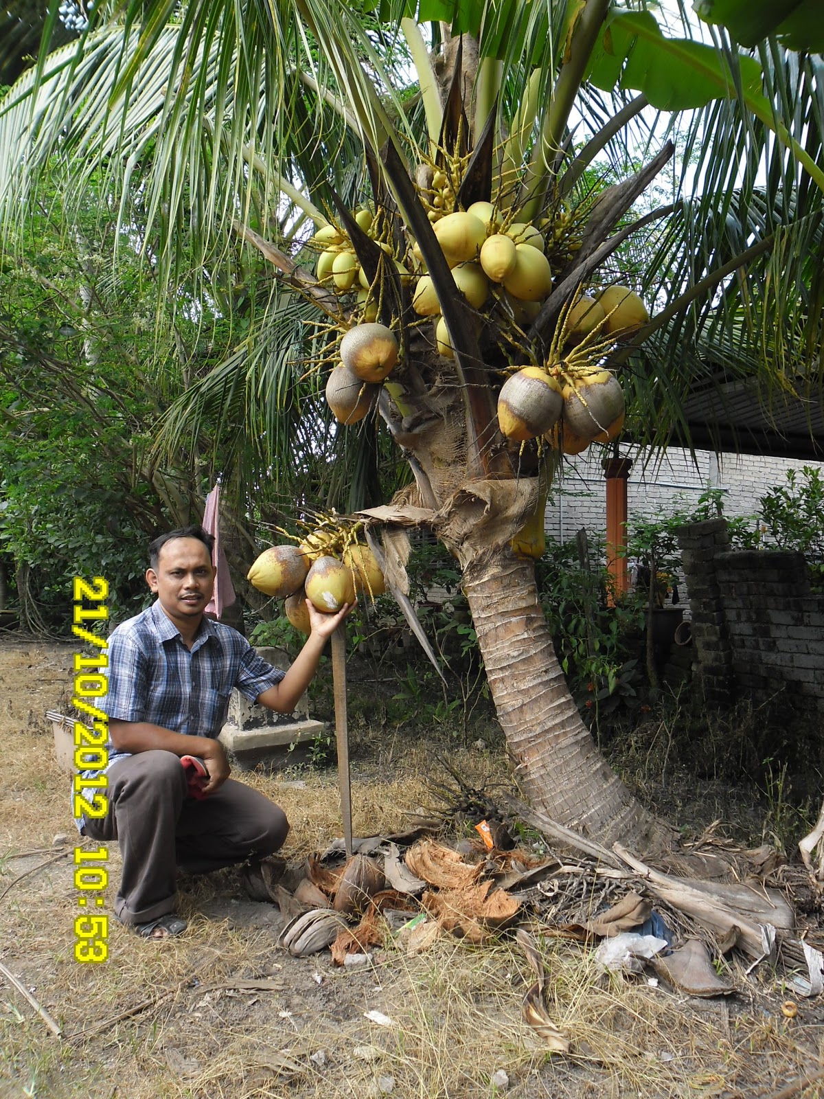  KELAPA MATAG  SAHAK Hampir 1 tahun benih kelapa matag  