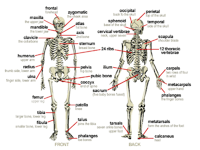 Fruit Caricature Human Body Parts And Their Functions In Tamil