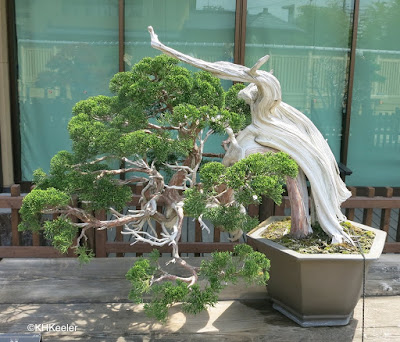 Bonsai, Omiya Bonsai Garden, Japan