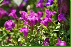 clip_image039