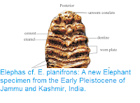 http://sciencythoughts.blogspot.co.uk/2017/02/elephas-cf-e-planifrons-new-elephant.html