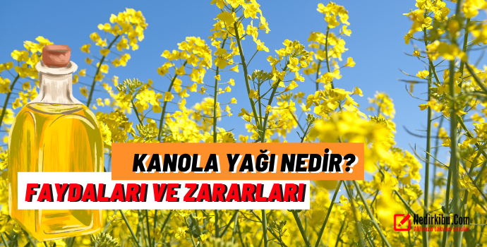 Kanola yağı Nedir, Kanola yağı Zararlı Mı Faydalı Mı?