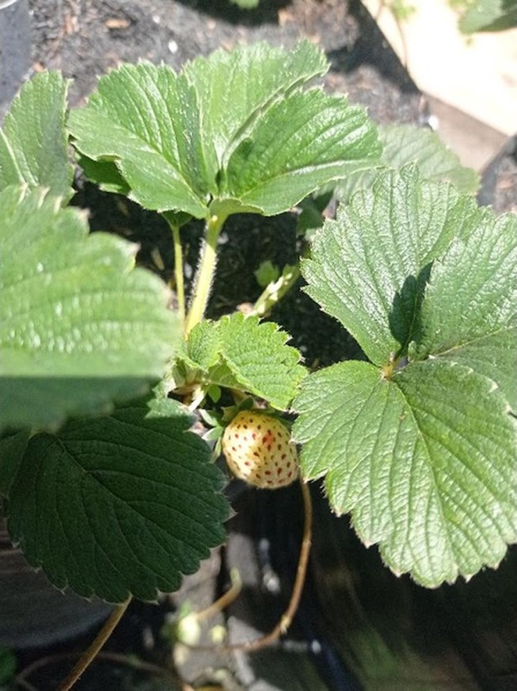 Strawberry Putih Pineberry Nusa Tenggara Barat