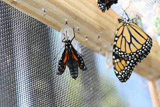 a monarch eclosing from the chrysalis