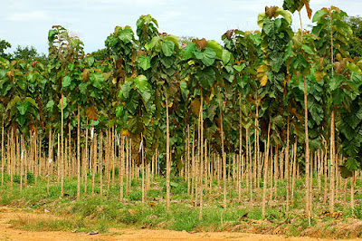 sagwan teak tree plantation in pakistan 