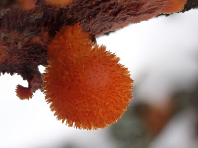 Puszcza Niepołomicka zimą, koniec ferii zimowych 2019, grzyby 2019, grzyby zimą, grzyby pod śniegiem