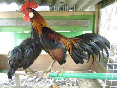 RazoJr Agro Farm Palong Satu Koleksi ayam  hutan  di RazoJr 