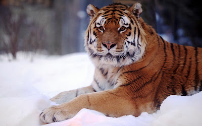 Tiger-Sitting-on-snow