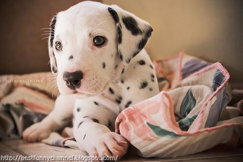 Cute puppy.