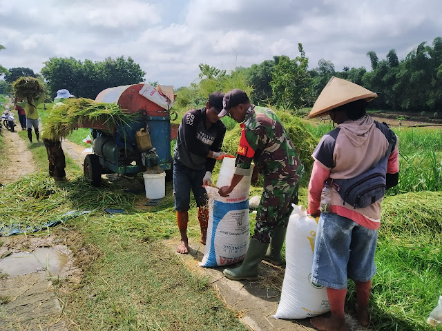 Kodim Sragen - Babinsa Dan Petani Peleman Panen Padi Ciherang