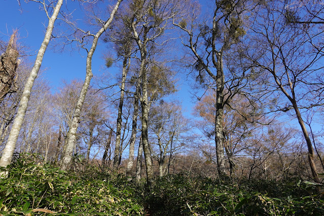 鳥取県日野郡江府町御机 新小屋峠登山道