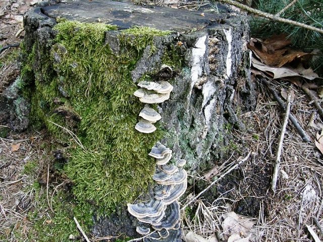 Trametes versicolor