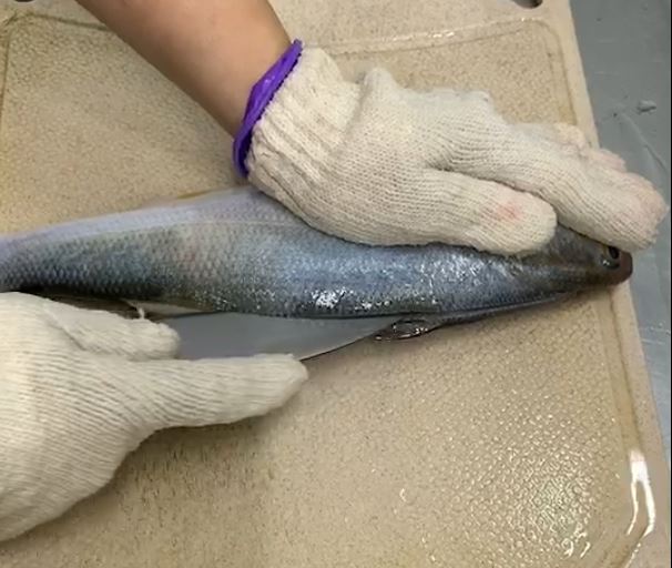 現殺午仔魚教學(海鷗漁村現撈鮮魚)
