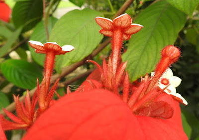 紅玉葉金花的花