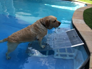 cães saindo de piscinas