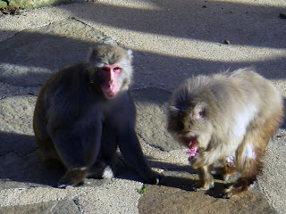 MONKEY TASTE TESTING A DUMMY