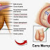 Cara Memperbesar Alat Vital Pria Alami