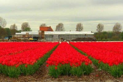 Tulip fields Netherlands