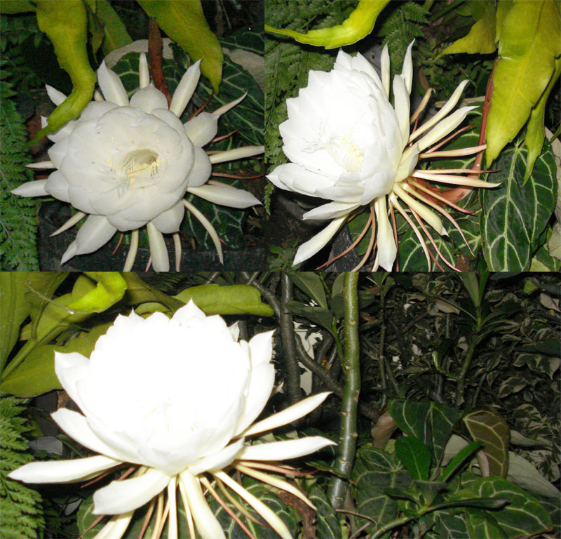  gambar  bunga  wijayakusuma XTRA TWO