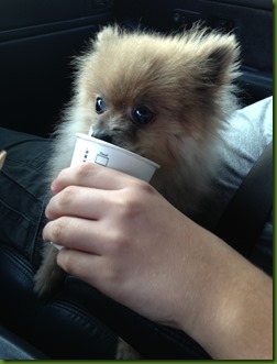 Starbarks
