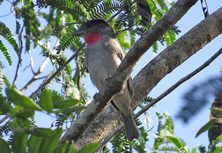 Rose-throated Becard