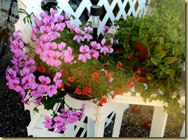 2013-03-12 - AZ, Yuma - Cactus Gardens, My Garden -001