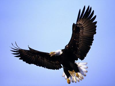 Bald Eagle Bird Pictures