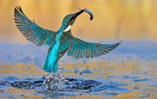 blue kingfisher flying out of the water wings spread with a small silver fish in its beak