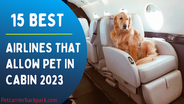 Best Airlines That Allow Pets In Cabin
