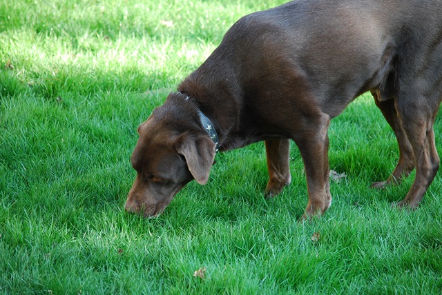 Pip sniffing