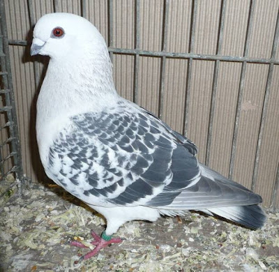 Damascene Pigeon