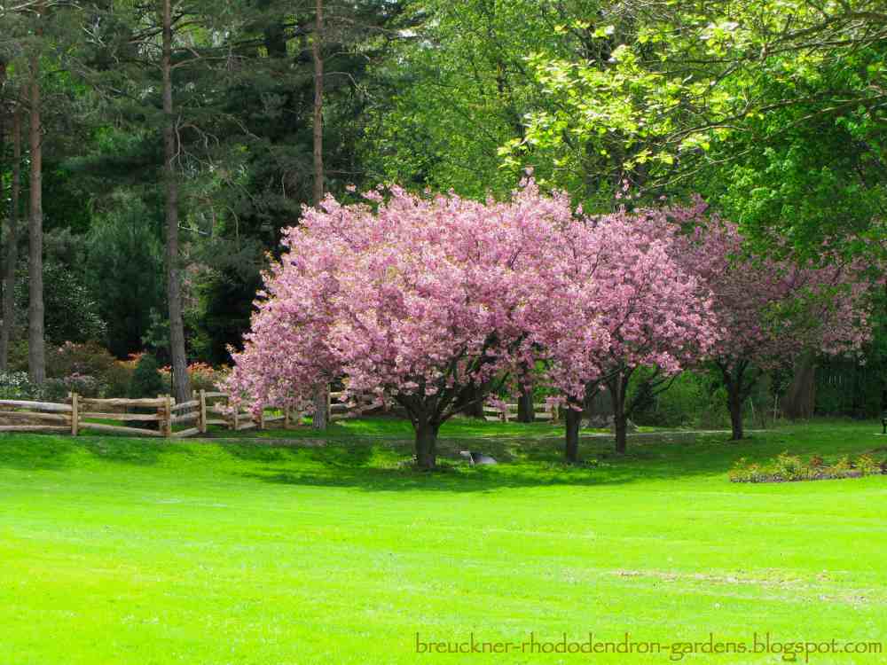 Japanese Cherry Trees in Bloom