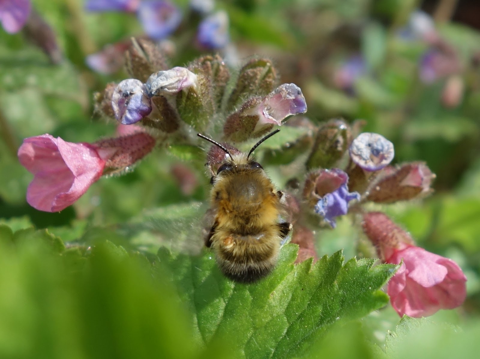 Urban Pollinators: The Hairy-footed flower bee (Anthophora ...