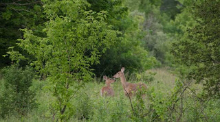 Two Whitetail Deer - Southeastern Wisconsin