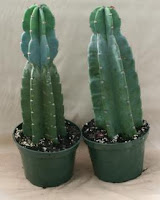 Two cereus plants