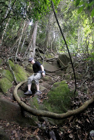 A man traverses the rock path at Bukit Timah Nature Reserve