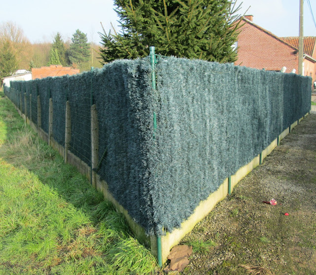 plastic hedge