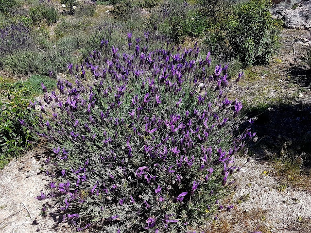 AlfonsoyAmigos - Lavanda