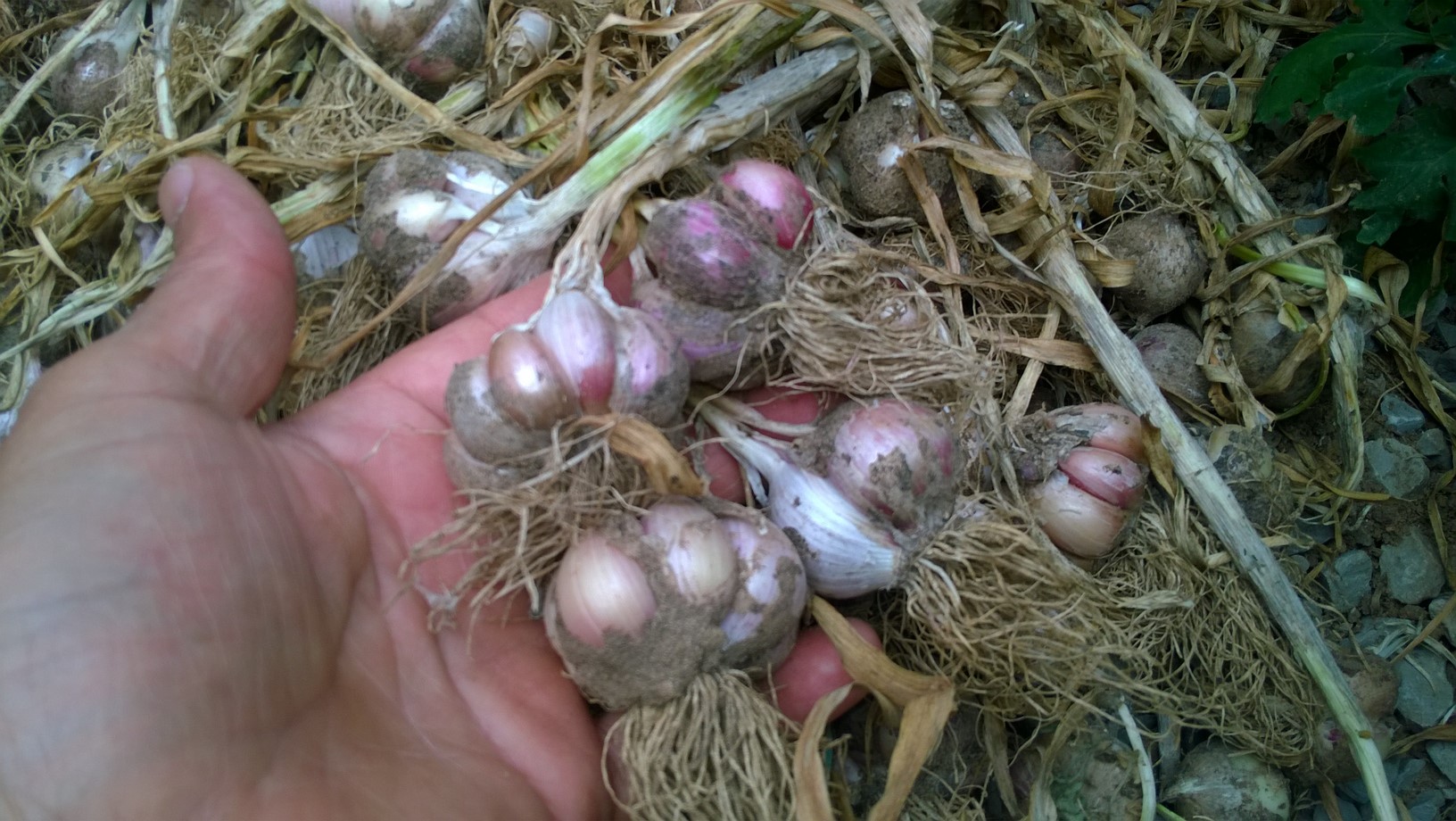Plant garlic in the Fall. September and October are the best months to plant, it should be at least two weeks before your first frost of the season. This affords your garlic the best possible chances to withstand Winter conditions by giving it ample time to establish