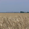 Picking The Wheat / How To Grow Harvest Wheat On A Small Scale The Art Of Doing Stuff : Bu picking the wheat in a pill box videosunu hemen indirin.