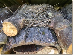 a robin in the woodpile