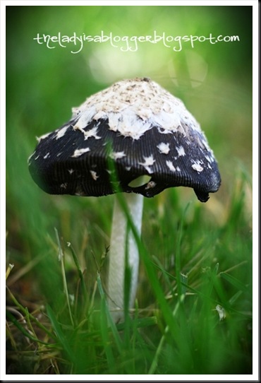 shroom 006   