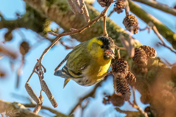 Siskin