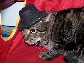 cat wears hat, funny cats, cat photos, cat pictures