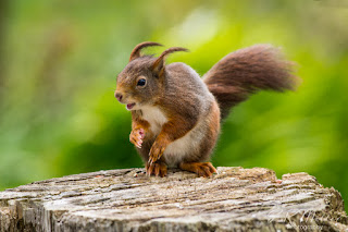 Red Squirrel